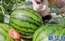 潮州网红吃瓜事件最新消息,最新进展揭秘，真相大白引热议